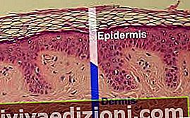Definiția Epidermis