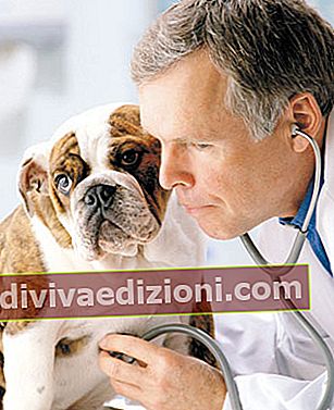 Definiția medicinii veterinare