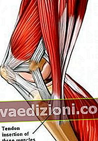 Definiția tendons