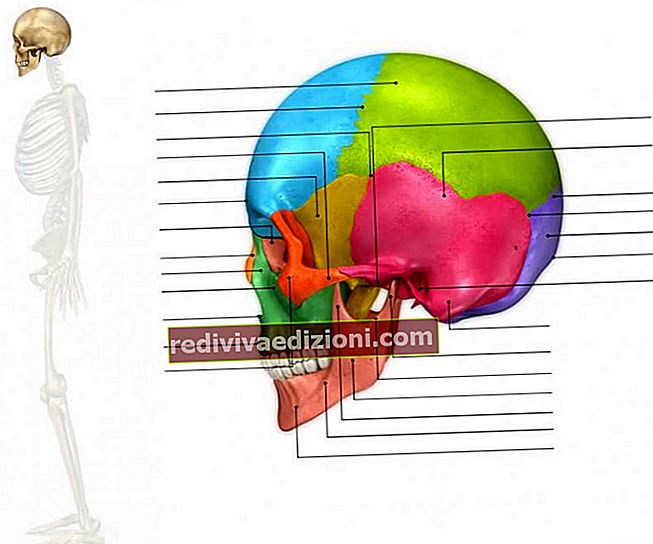 Tulang Wajah - Definisi, Konsep, dan Apa itu