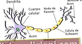 Definiția neuron