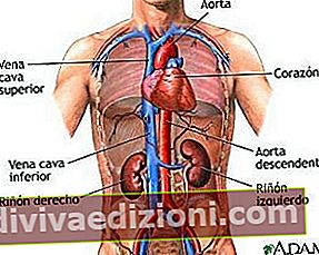 Definiția sistemului circulator