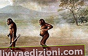 Australopithecus tanımı