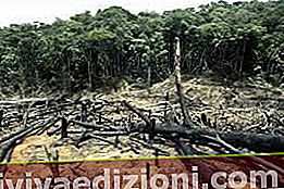 Definiția Deforestation