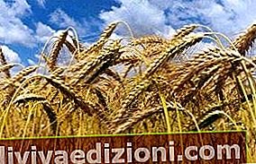 Definiția Wheat