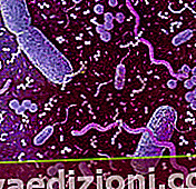 Definiția Bacteria
