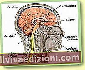 Definiția sistemului nervos central